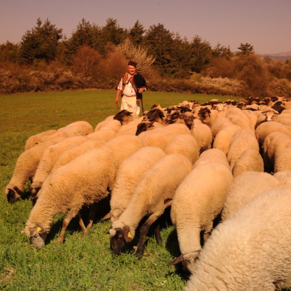 sheep breeding